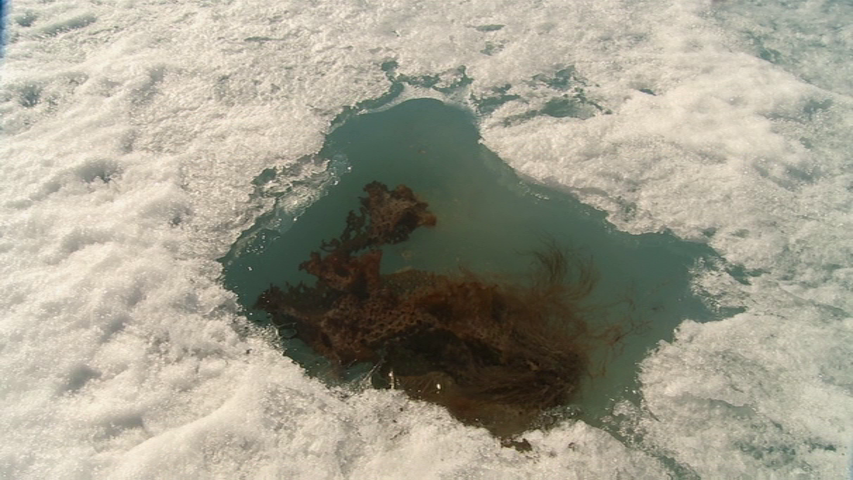 A Boatload of Wild Irishmen (2010) | Worldscinema | Download Free-poster