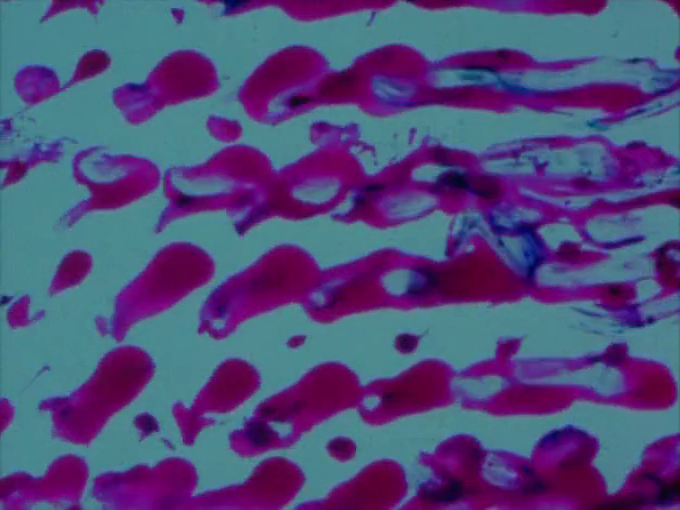 A Colour Box (1935) | worldscinema.org | Free Download-poster