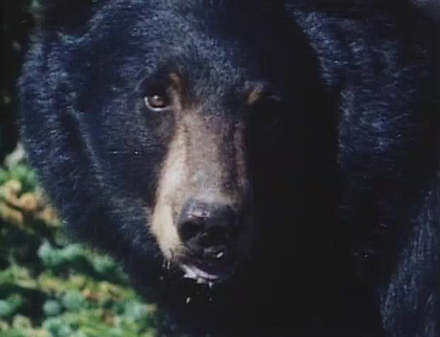 A Tale of Two Critters (1977) Jack Speirs, Mayf Nutter, Adventure-poster