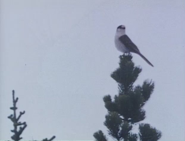 A Tale of Two Critters (1977) Jack Speirs, Mayf Nutter, Adventure-poster