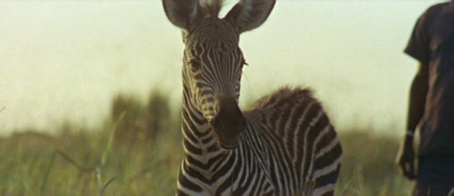 Africa addio (1966) | Worldscinema | Download Free-poster