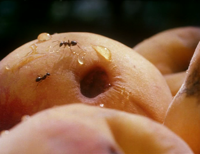 Al primo soffio di vento (2002) by Franco Piavoli-poster