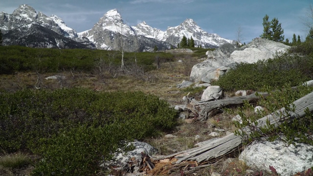 Becoming Animal (2018) | Worldscinema | Download Free-poster