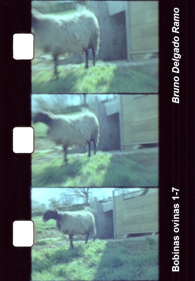 Bobinas ovinas 1-7 (2018)