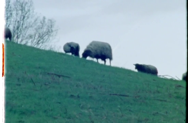 Bobinas ovinas 1-7 (2018)-poster