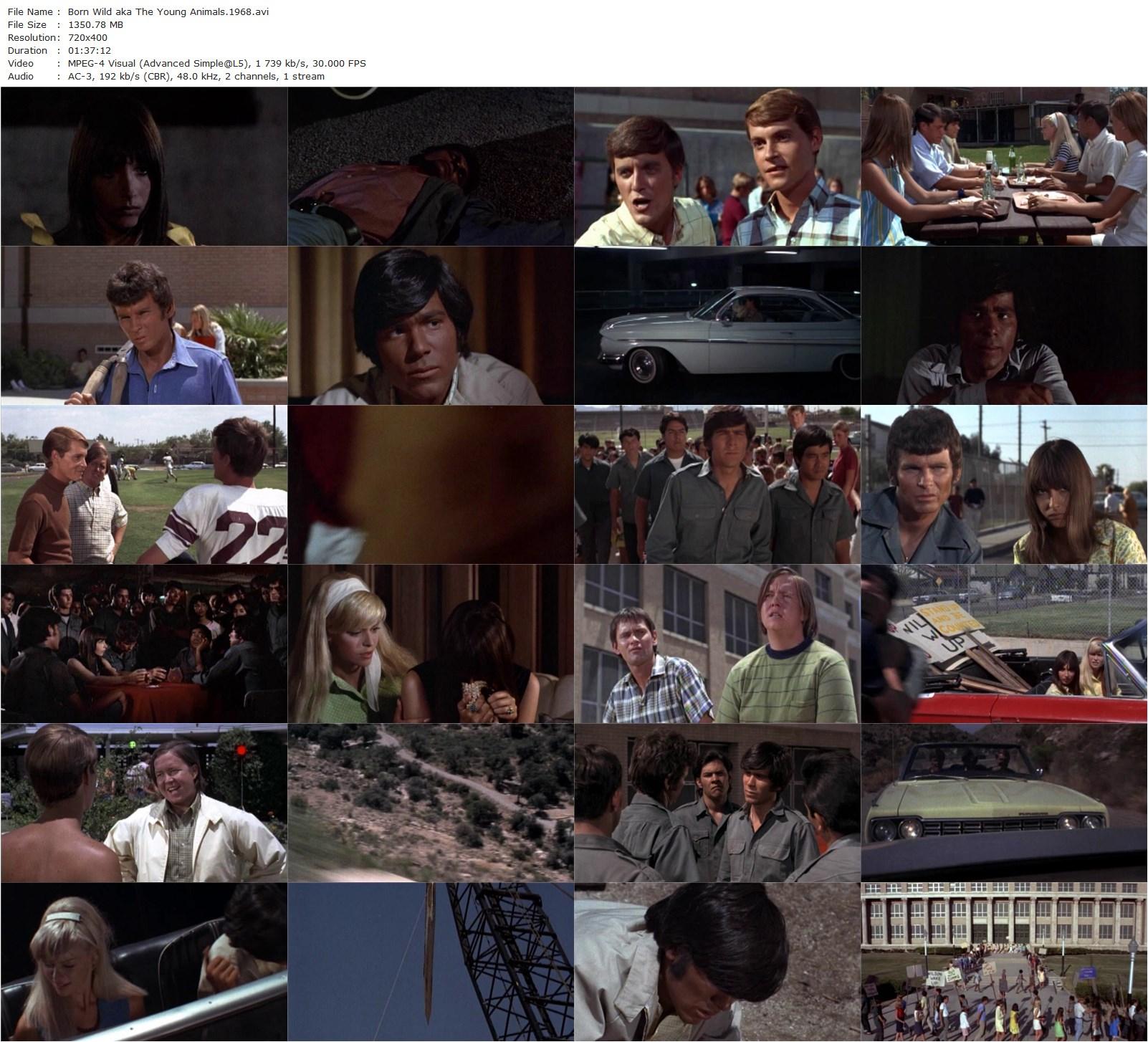 The Young Animals (1968) Maury Dexter, Tom Nardini, Patty McCormack, Joanna Frank-poster