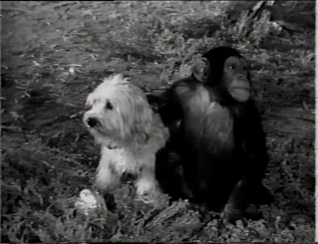 Captive Girl (1950) William Berke, Johnny Weissmuller, Buster Crabbe, Anita Lhoest, Adventure-poster