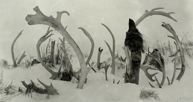 Chamissos Schatten (2016)-poster