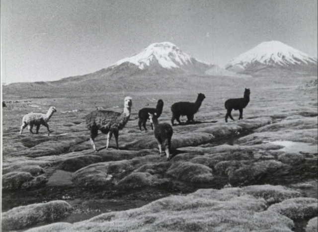 Peter Nestler - Chile (1974)-poster