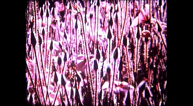 Compline (2009)-poster