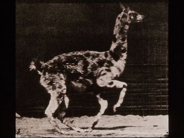 Eadweard Muybridge, Zoopraxographer (1975)-poster