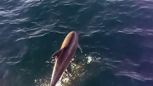 From Gulf to Gulf to Gulf (2013) | Worldscinema | Download Free-poster