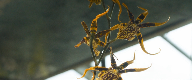 Grüner wird's nicht, sagte der Gärtner und flog davon (2018) by Florian Gallenberger-poster