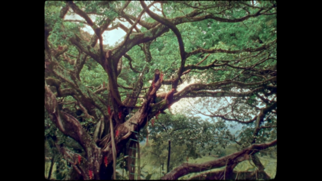 Polanco Rodríguez Paula - Heliconia (2020)-poster