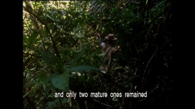 In the Forest Hangs a Bridge (1999) by Sanjay Kak-poster