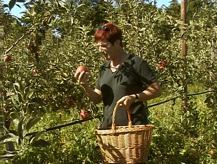 Les glaneurs et la glaneuse / The Gleaners and I (2000) François Wertheimer, Agnès Varda, Bodan Litnanski, Documentary-poster
