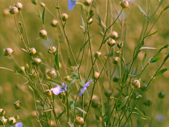 Aleksandr Sokurov - Mariya aka Maria (1988)-poster