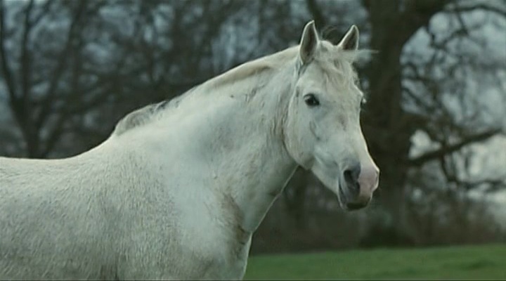 Mazeppa (1993) Bartabas, Miguel Bosé, Brigitte Marty-poster