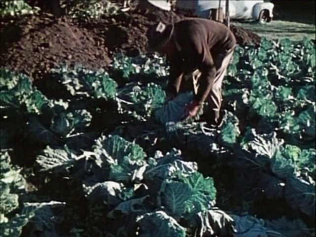 Morning of the Earth (1972) directed by Albert Falzon-poster