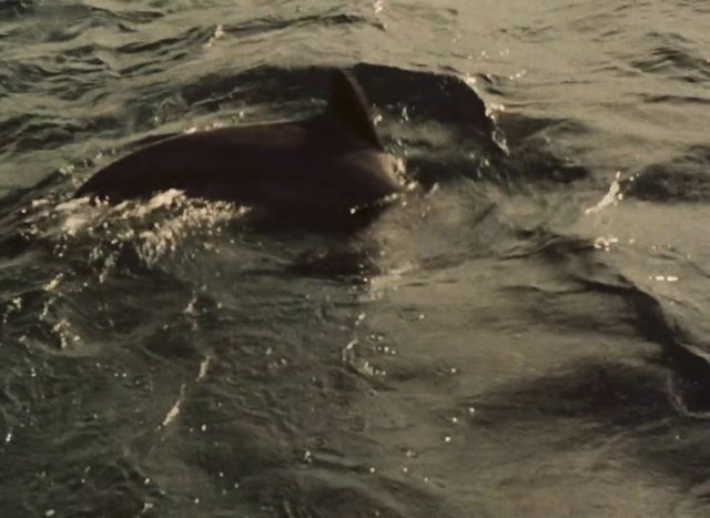 Vittorio De Seta - Pescherecci AKA Fishing Boats (1958)-poster