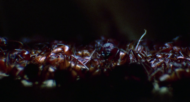 Phase IV (1974) by Saul Bass-poster