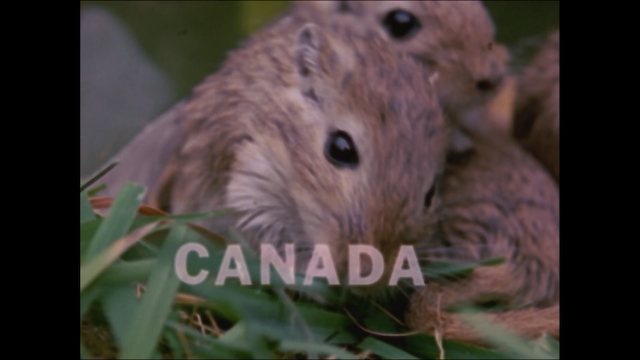 Rat Life and Diet in North America (1968) | Worldscinema | Download Free-poster