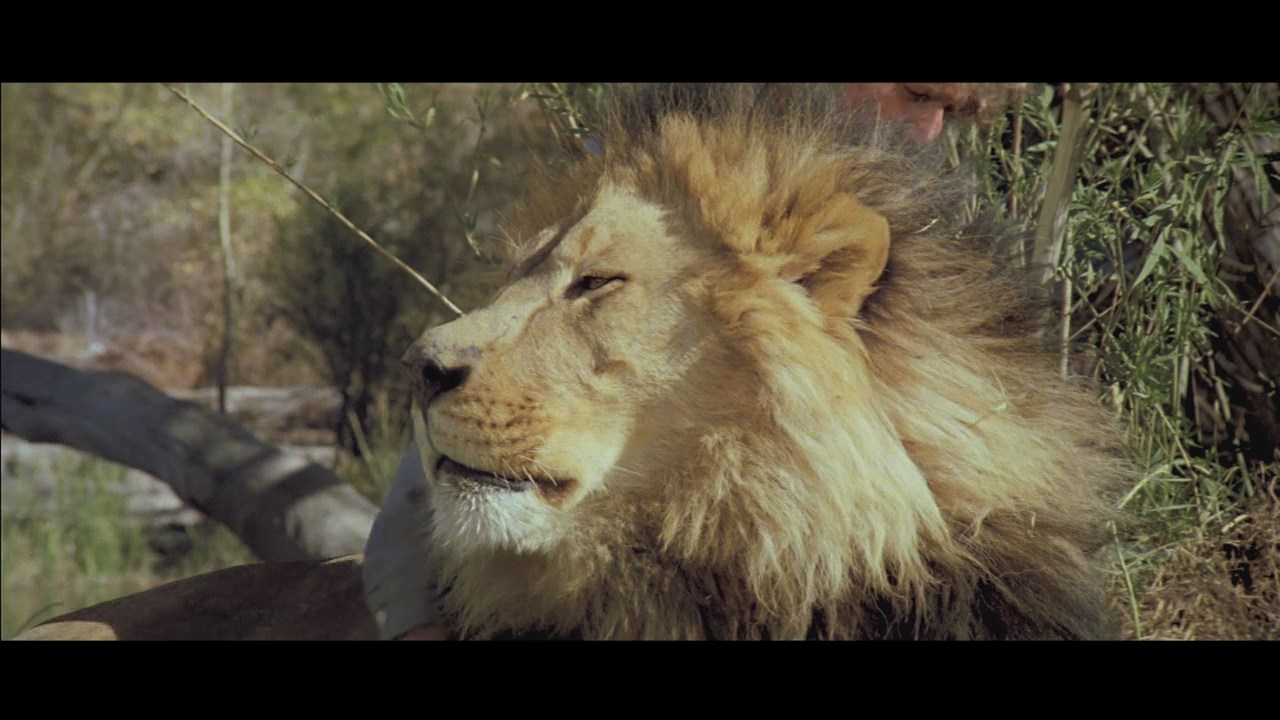 Roar (1981) Noel Marshall, Tippi Hedren, Melanie Griffith, Adventure, Thriller-poster