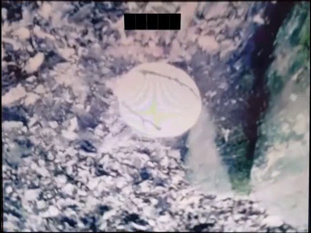 Selva. Un portrait de Parvaneh Navaï (1983)-poster