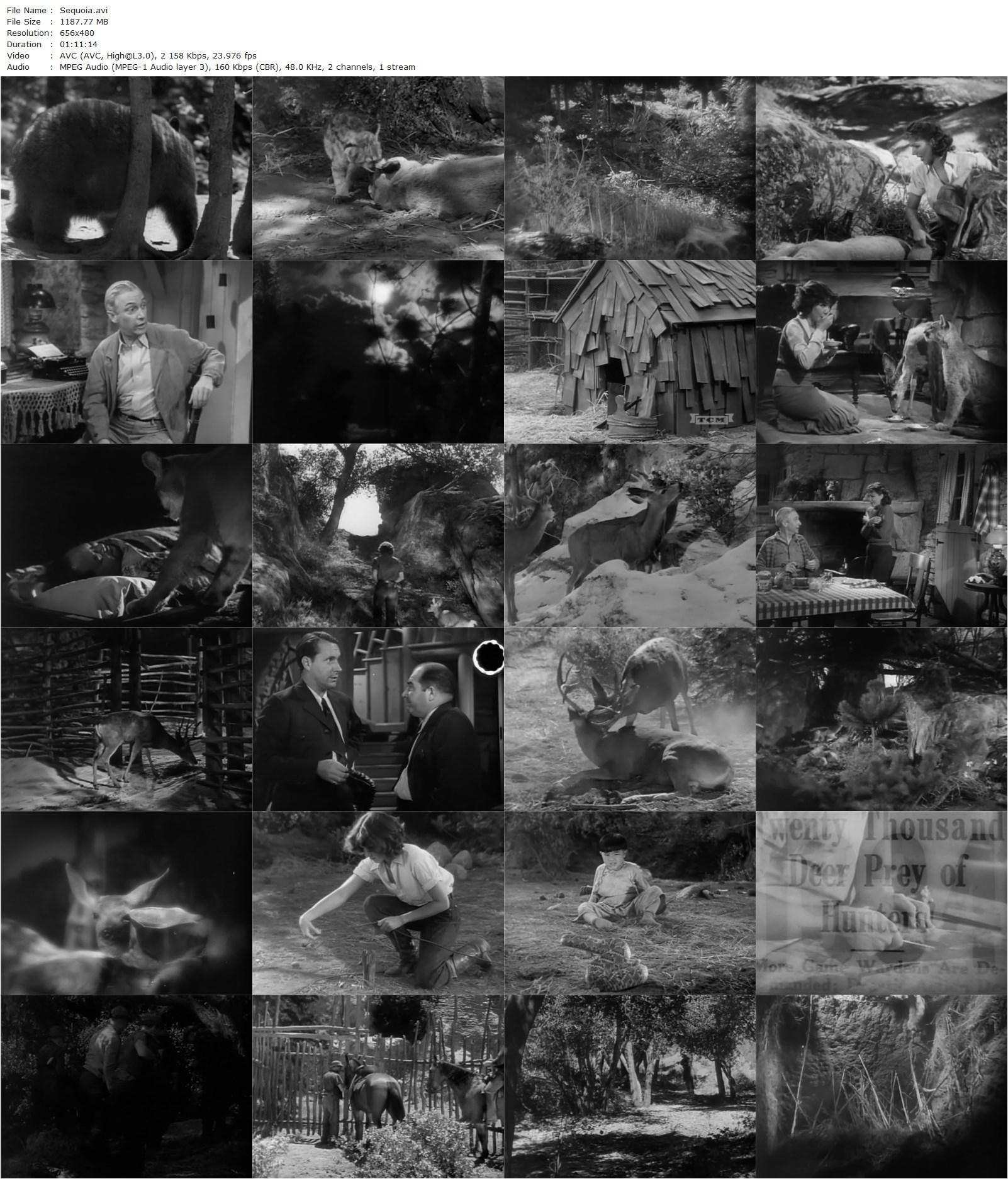 Sequoia (1934) Chester M. Franklin, Edwin L. Marin, Jean Parker, Russell Hardie, Samuel S. Hinds-poster