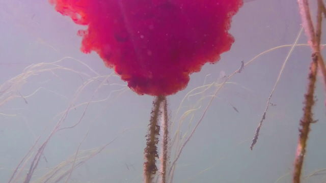 Strangely Ordinary This Devotion (2017) | Worldscinema | Download Free-poster