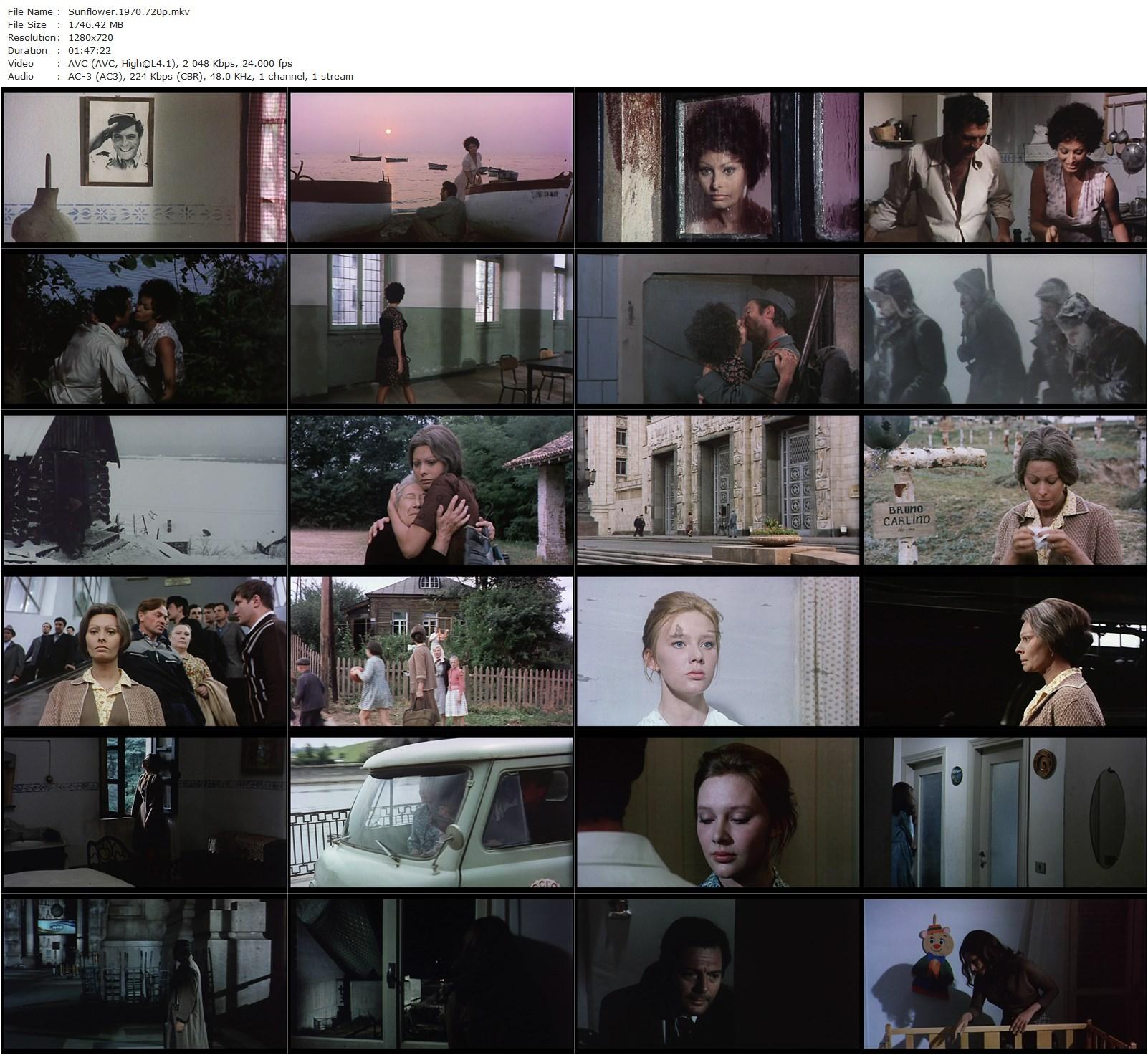 Sunflower (1970) Vittorio De Sica, Sophia Loren, Marcello Mastroianni, Lyudmila Saveleva-poster