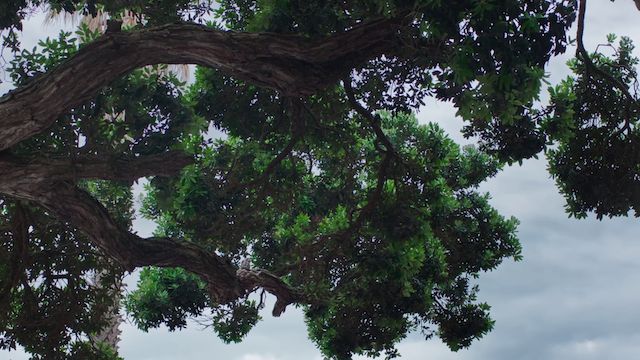 Sycorax (2021) | Worldscinema | Download Free-poster