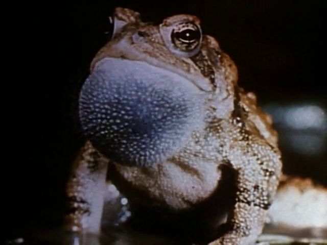 The Best of Walt Disney’s True-Life Adventures (1975) James Algar, Winston Hibler-poster