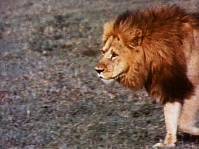 The Best of Walt Disney’s True-Life Adventures (1975) James Algar, Winston Hibler-poster