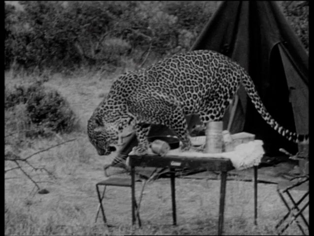 The Bride and the Beast (1958) Adrian Weiss, Charlotte Austin, Lance Fuller, Johnny Roth-poster