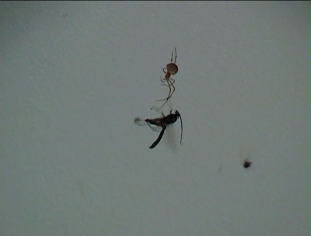 The Head of a Pin (2004) by Su Friedrich