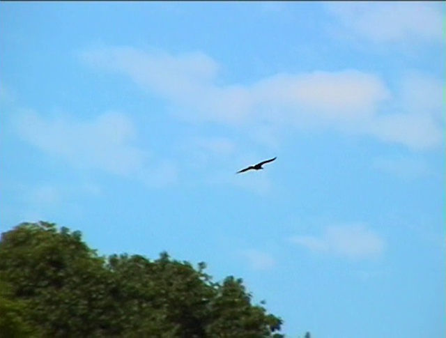 The Head of a Pin (2004) by Su Friedrich-poster