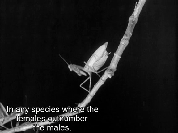 Various - The Joy of Sex Education: 1917-1973 (2009)-poster