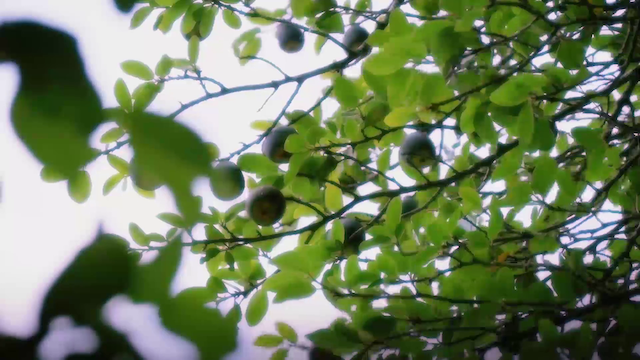 The Pearl of Tailorbird (2018)-poster