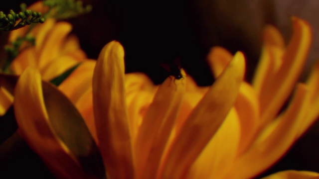 The Pearl of Tailorbird (2018)-poster