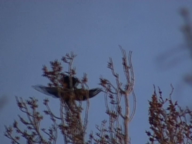 Stephen Dwoskin - The Sun and the Moon (2008)-poster