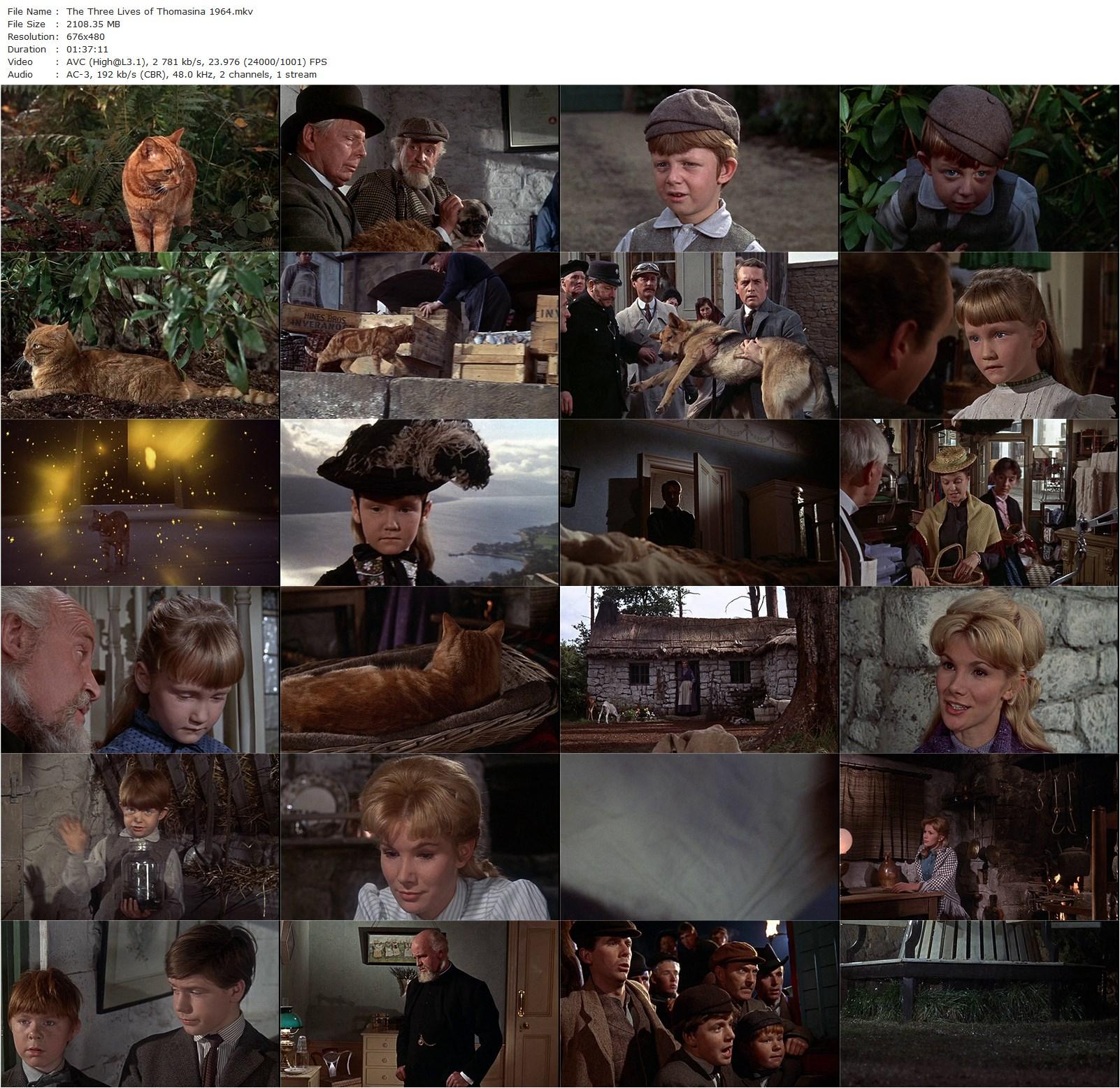 The Three Lives of Thomasina (1963) Don Chaffey, Patrick McGoohan, Susan Hampshire, Laurence Naismith-poster