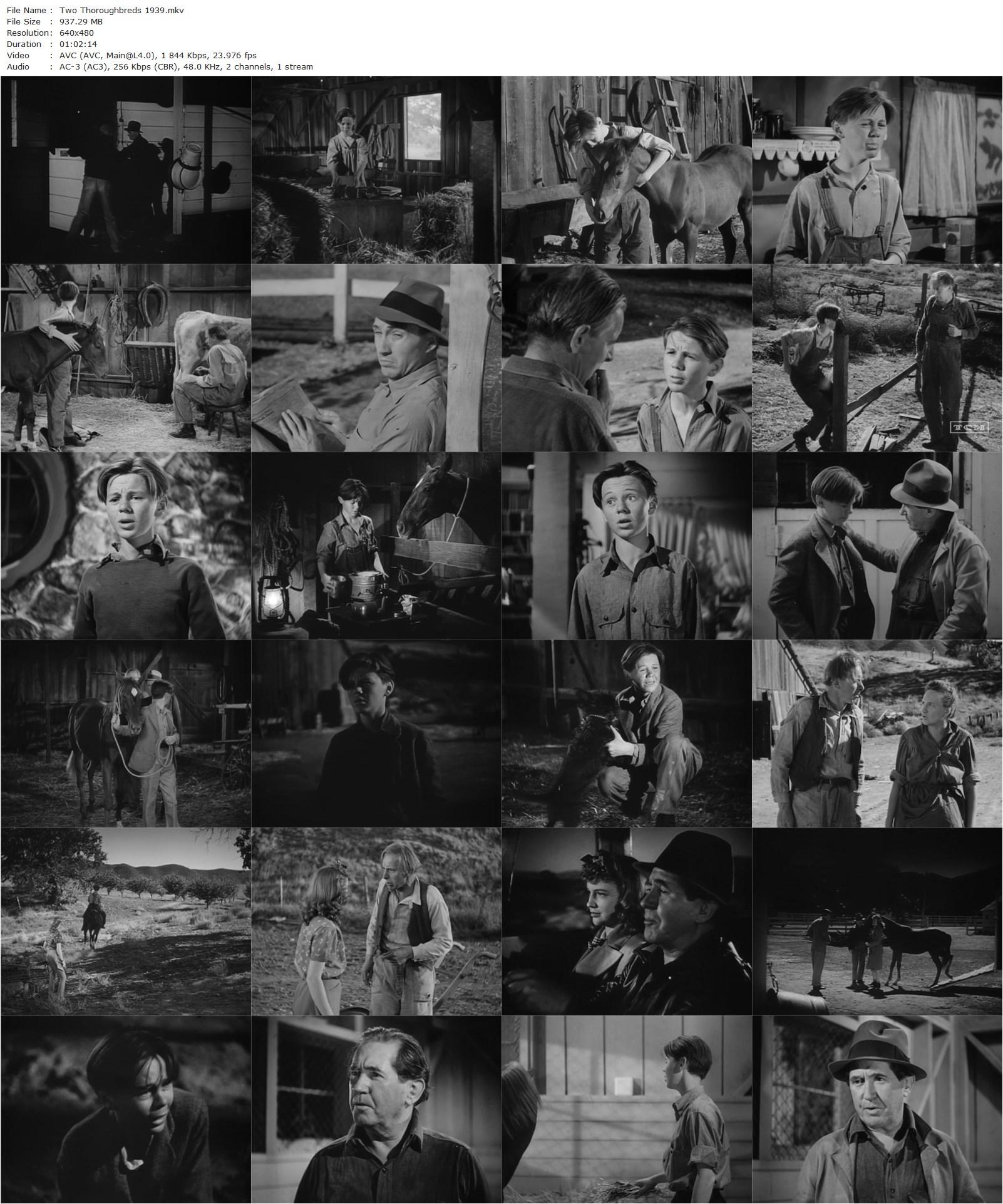 Two Thoroughbreds (1939) Jack Hively, Jimmy Lydon, Joan Leslie, Arthur Hohl-poster