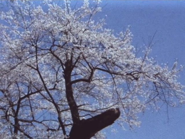 Sumiko Haneda - Usuzumi no sakura AKA The Cherry Tree with Gray Blossoms (1977)-poster