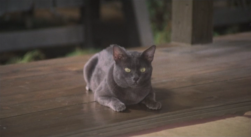Wagahai wa neko de aru (1975) | Worldscinema | Download Free-poster