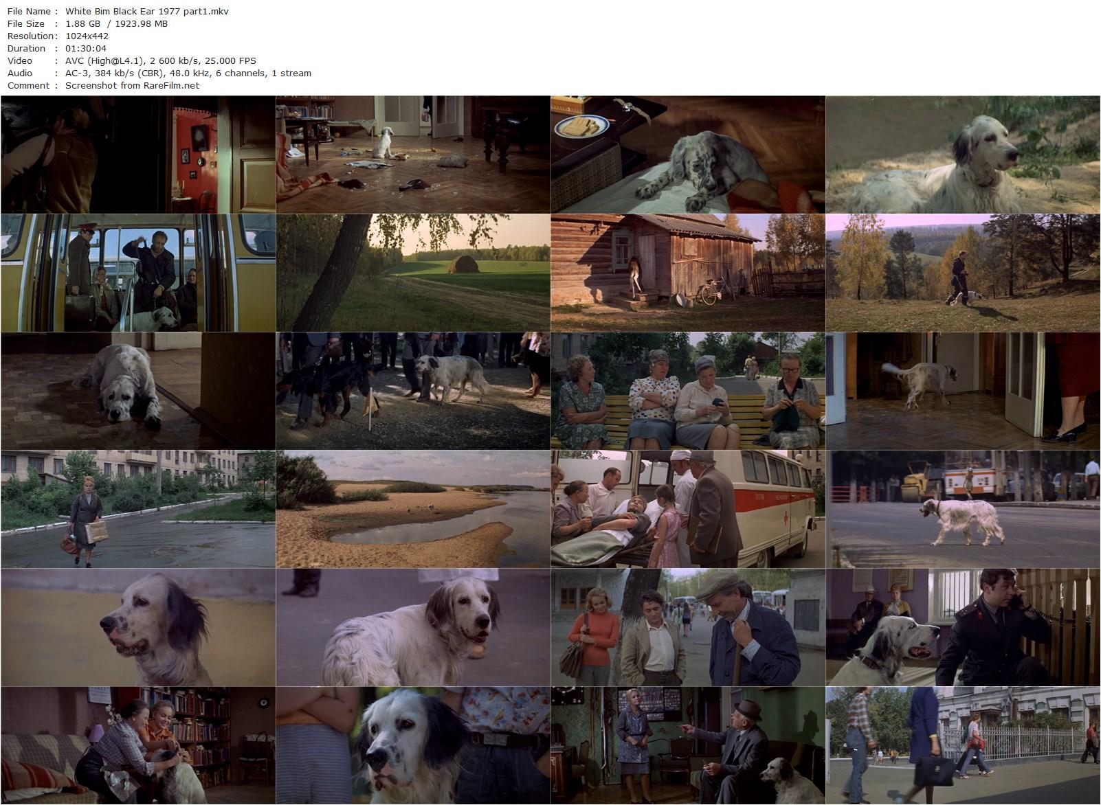 White Bim Black Ear / Belyy Bim Chernoe ukho (1977) Stanislav Rostotskiy, Vyacheslav Tikhonov, Valentina Vladimirova, Mikhail Dadyko-poster