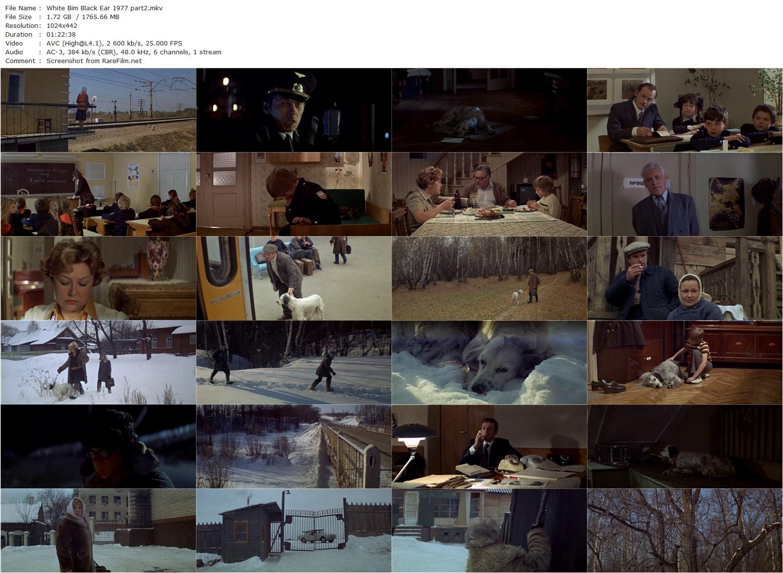 White Bim Black Ear / Belyy Bim Chernoe ukho (1977) Stanislav Rostotskiy, Vyacheslav Tikhonov, Valentina Vladimirova, Mikhail Dadyko-poster