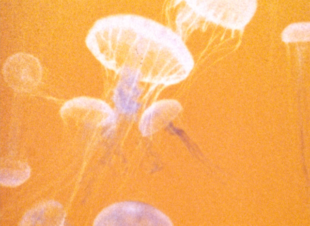 Wind/Water/Wings (1996)-poster