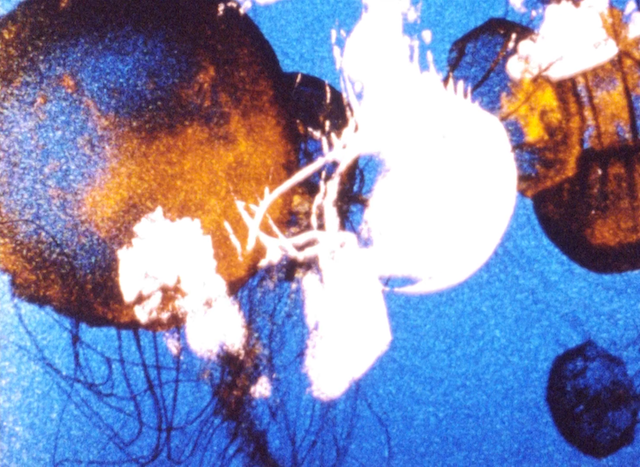 Wind/Water/Wings (1996)-poster