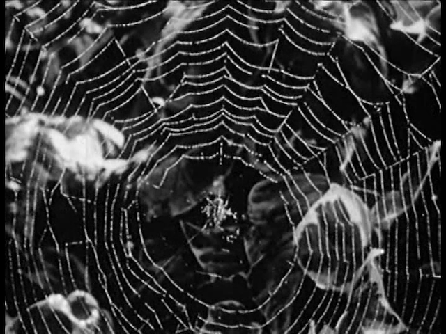 Henry Hills – arcana (2011)